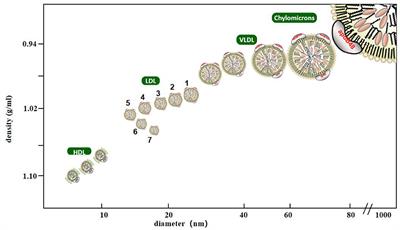 Small, Dense Low-Density Lipoprotein-Cholesterol and Atherosclerosis: Relationship and Therapeutic Strategies